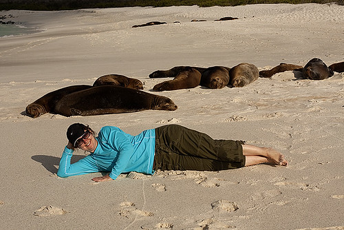 sea lions on the beach, Galapagos