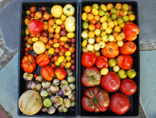 September Tomato Harvest
