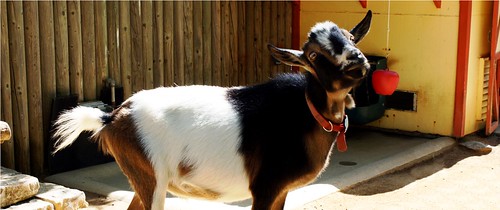 Confused Goat image