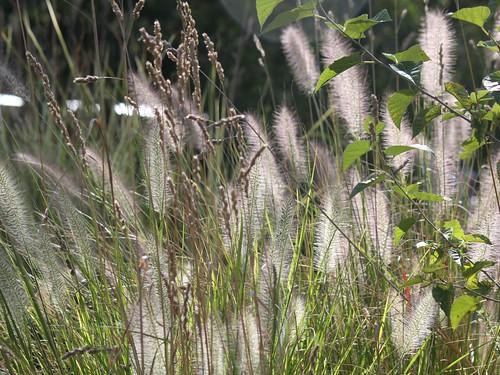 Ornamental Grass