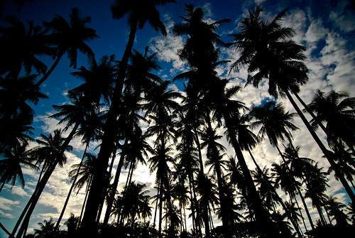 フリー写真素材|自然・風景|樹木|シルエット|フィリピン|
