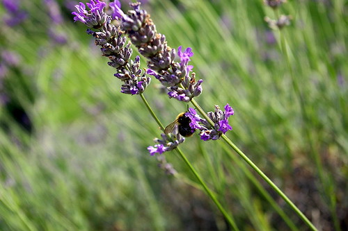 800px-Bee_pollinating_Lavender