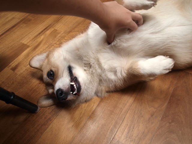"More Belly Rubs!"