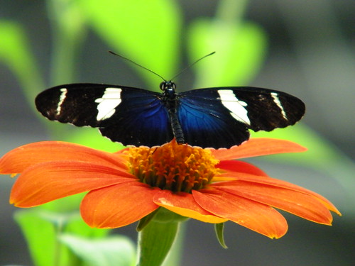 Heliconius Sara Butterfly Pictures