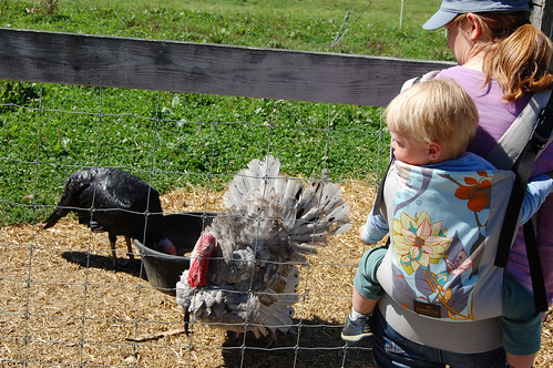 checking out the turkeys