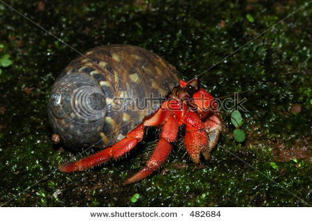 stock-photo-red-land-hermit-crab-coenobita-rugosa-from-the-south-coast-of-java-island-indonesia-482684