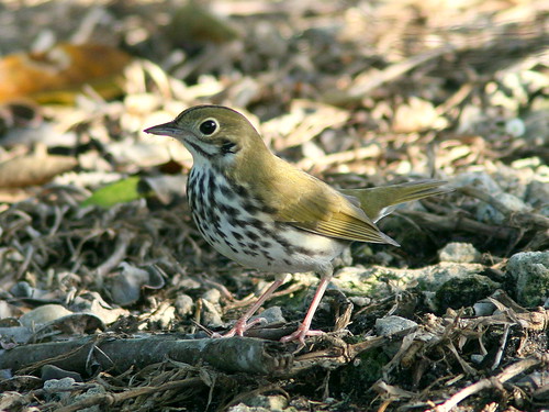 Ovenbird 20100926