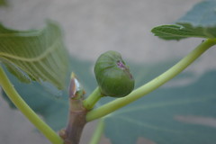 First fig growing