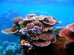 圖一：大堡礁為世界上最大、保存最好的珊瑚礁群。