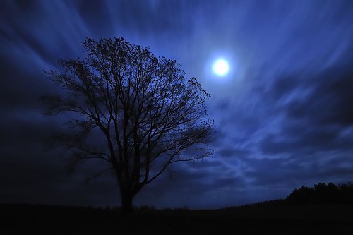 フリー写真素材|自然・風景|樹木|月|夜空|ブルー|