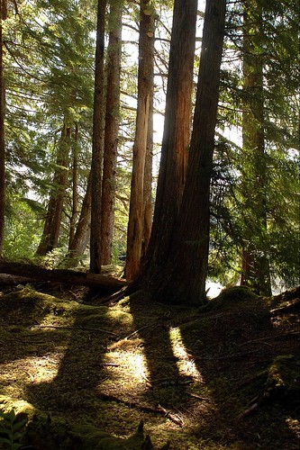 The sun streaks into the dense forest, shadowing and illuminating an old growth stand on the Tongass National Forest, the largest in the US Forest Service system of managed public lands. (US Forest Service photo) 