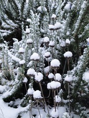 Phlomis seedheads in snow 1