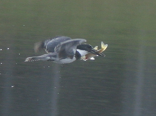 Belted Kingfisher with prey (can anyone ID the fish?) 20101123