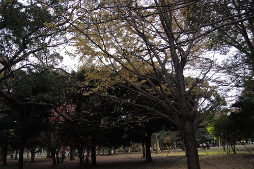 Autumn at Yoyogi Park