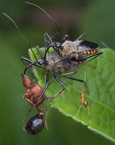 Food, sex and TV???....:D assassin bugs mating and eatingIMG_4897 merged copy