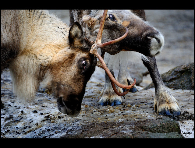 Reindeer fight