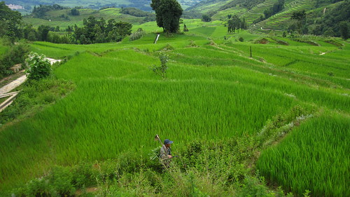 Going to work, Yuanyang rice terraces, Yunnan