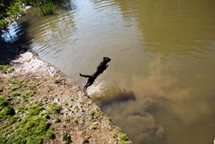 dog jumping in water