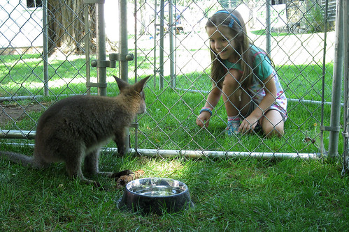 Zoar, Ohio Harvest Festival 2010:  Baby kangaroo.