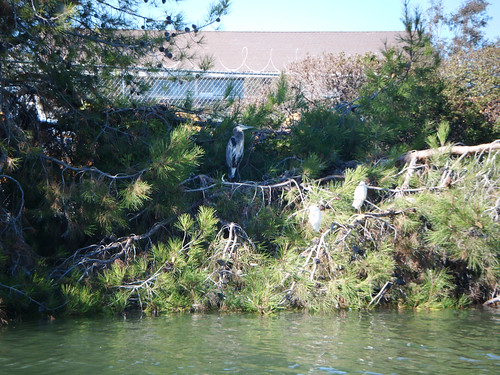 Great blue heron on Redwood Creek