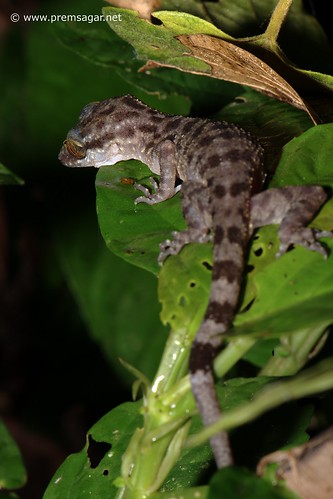 Gecko Lizard??