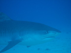 Hawaii Tiger Shark Shouji1