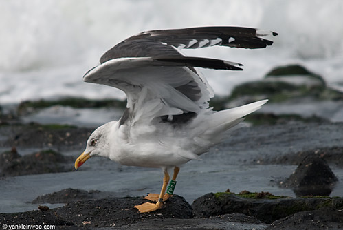 Lesser Black-backed Gull, adult, G[Y.AHJ]