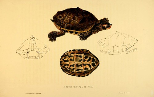 016-Emys Tectum Bell-Tortoises terrapins and turtles..1872-James Sowerby