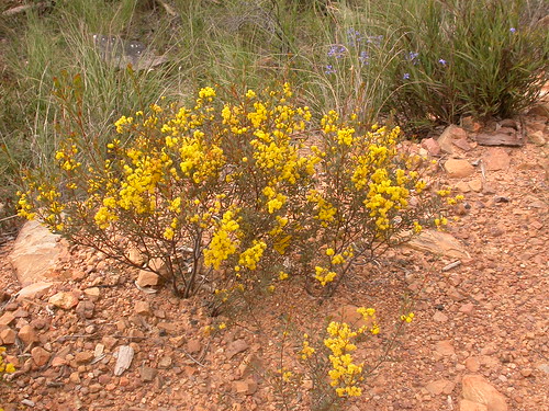 Acacia buxifolia image