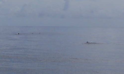 swimming with whales