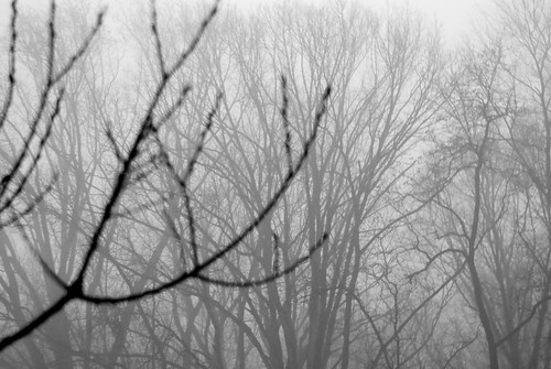 Trees through the fog.