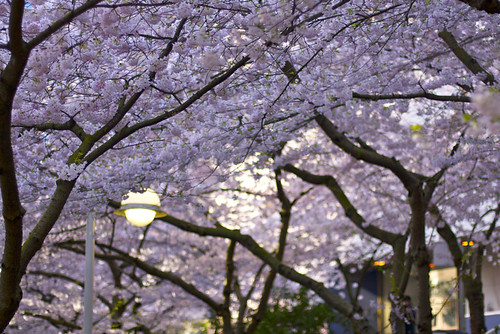 Cherry Blossom Archway