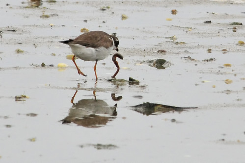 plover gets the worm