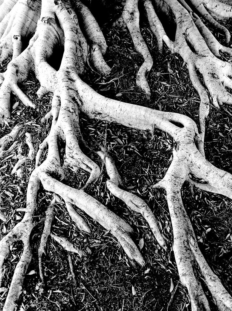 Arterial Roots