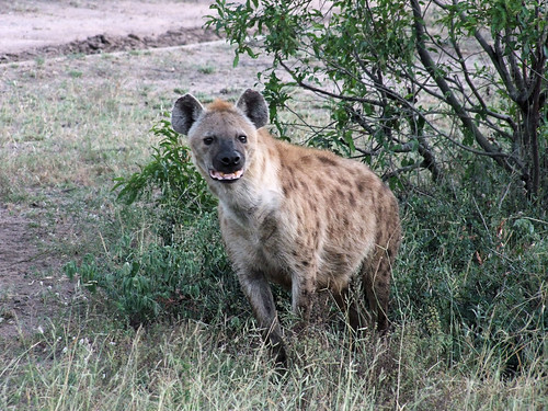 Hyena 3