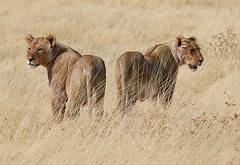 Lions, Etosha