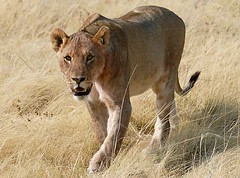 Lioness Stalking 2, Etosha