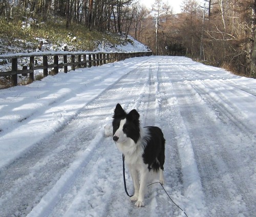 湿った雪道を散歩するランディ 09年12月12日9：46 by Poran111