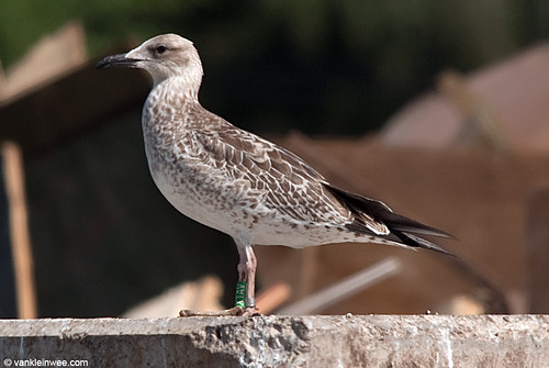 Caspian Gull, 1cy, G[XTAV]