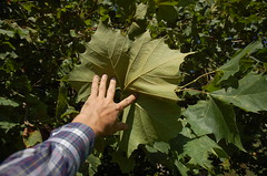Sycamore Leaves: Good for Shelter/Clothing <a style="margin-left:10px; font-size:0.8em;" href="http://www.flickr.com/photos/91915217@N00/4997796846/" target="_blank">@flickr</a>
