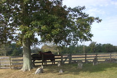Horses and a home burial plot on our ride