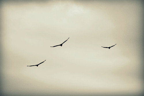 three soar