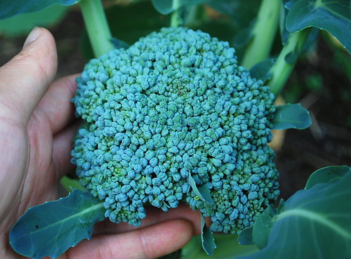 Fall Broccoli 1