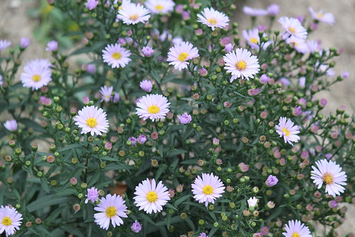Bellaire Daisies