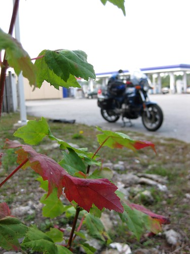 Gas Station Foliage