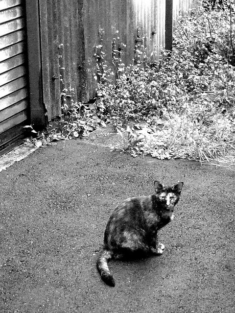Today's Cat@2010-09-28