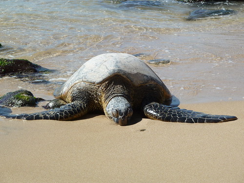 Basking Hawaiian Green Sea Turtle (honu)