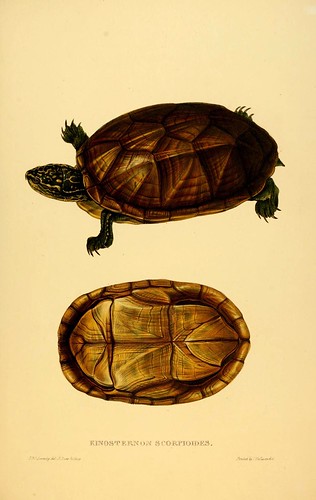 017-Kinosternon Scorpioides-Tortoises terrapins and turtles..1872-James Sowerby