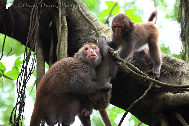 2_MG_7758-Formosan Macaque, Formosan Rock Monkey, Taiwan 台灣獼猴-猴子-獼猴-保育類動物-野生動物-猿猴-壽山國家自然公園-壽山-萬壽山-柴山-國家公園-自然公園-高雄市