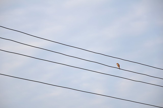 wires on a bird